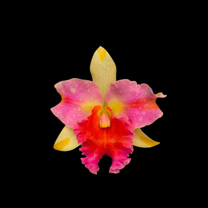 Cattleya Alliance: Blc. Amazing Thailand 'Magician' Cattleya La Foresta Orchids 