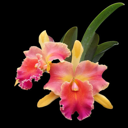 Cattleya Alliance: Blc. Amazing Thailand 'Magician' Cattleya La Foresta Orchids 