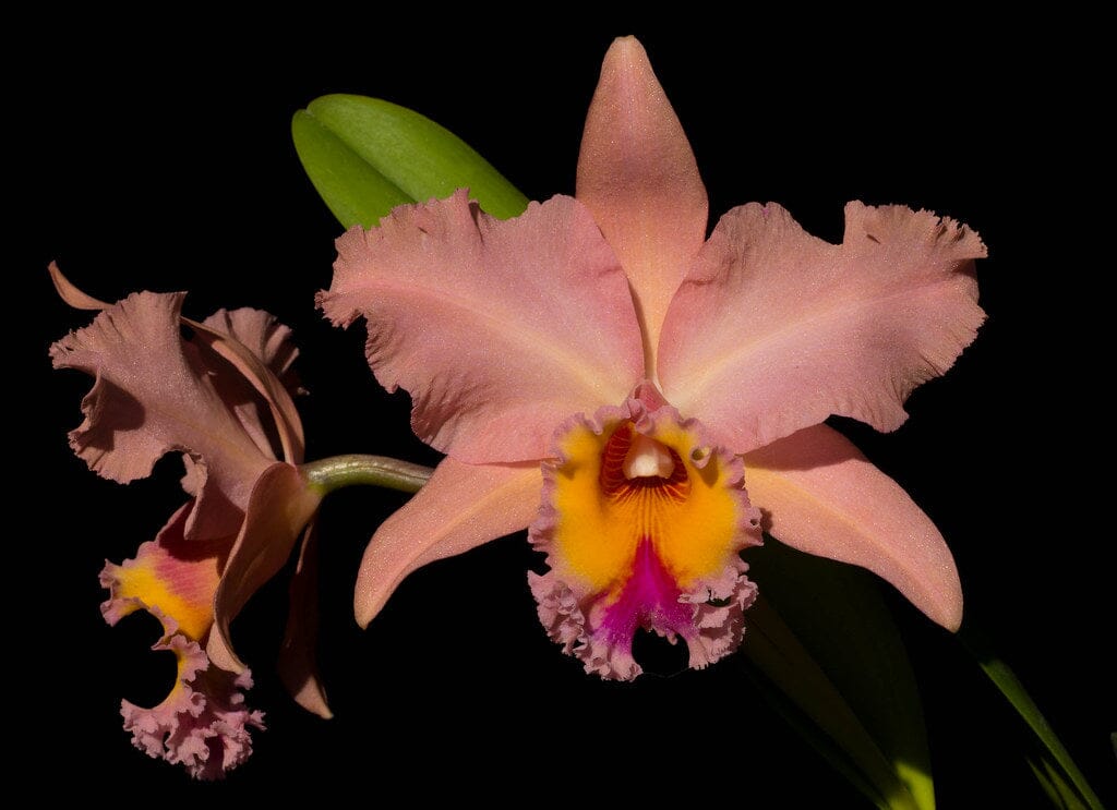 Cattleya Alliance - Blc. George King 'Serendipity' AM/AOS Cattleya La Foresta Orchids 