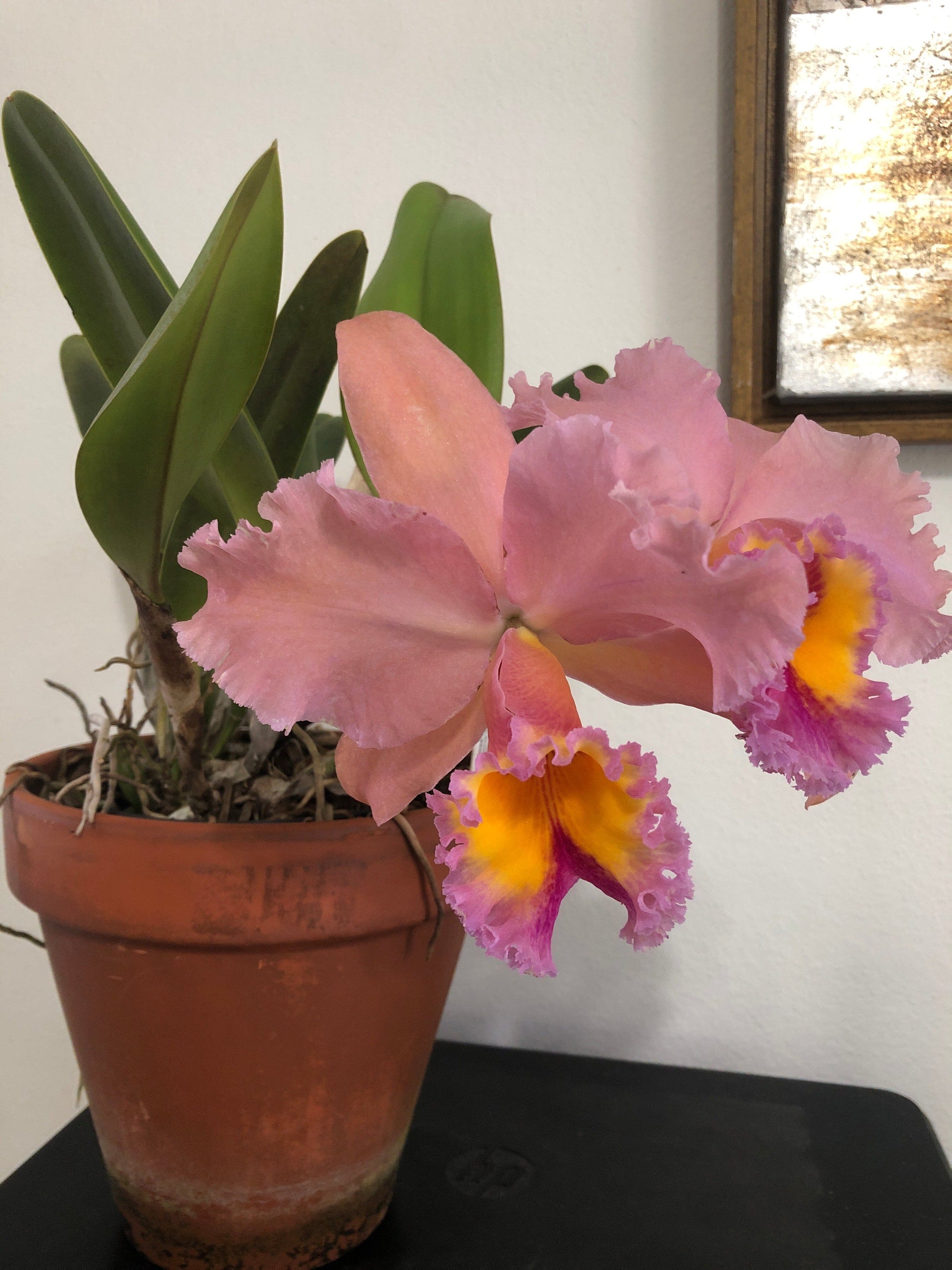 Cattleya Alliance - Blc. George King 'Serendipity' AM/AOS Cattleya La Foresta Orchids 