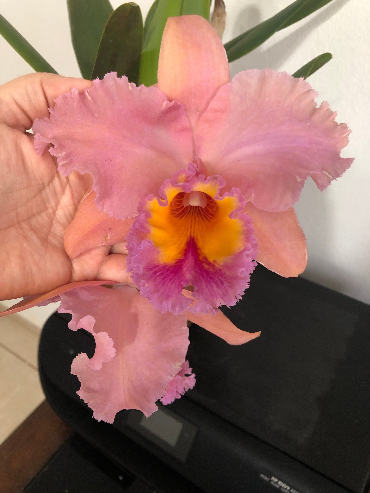 Cattleya Alliance - Blc. George King 'Serendipity' AM/AOS Cattleya La Foresta Orchids 