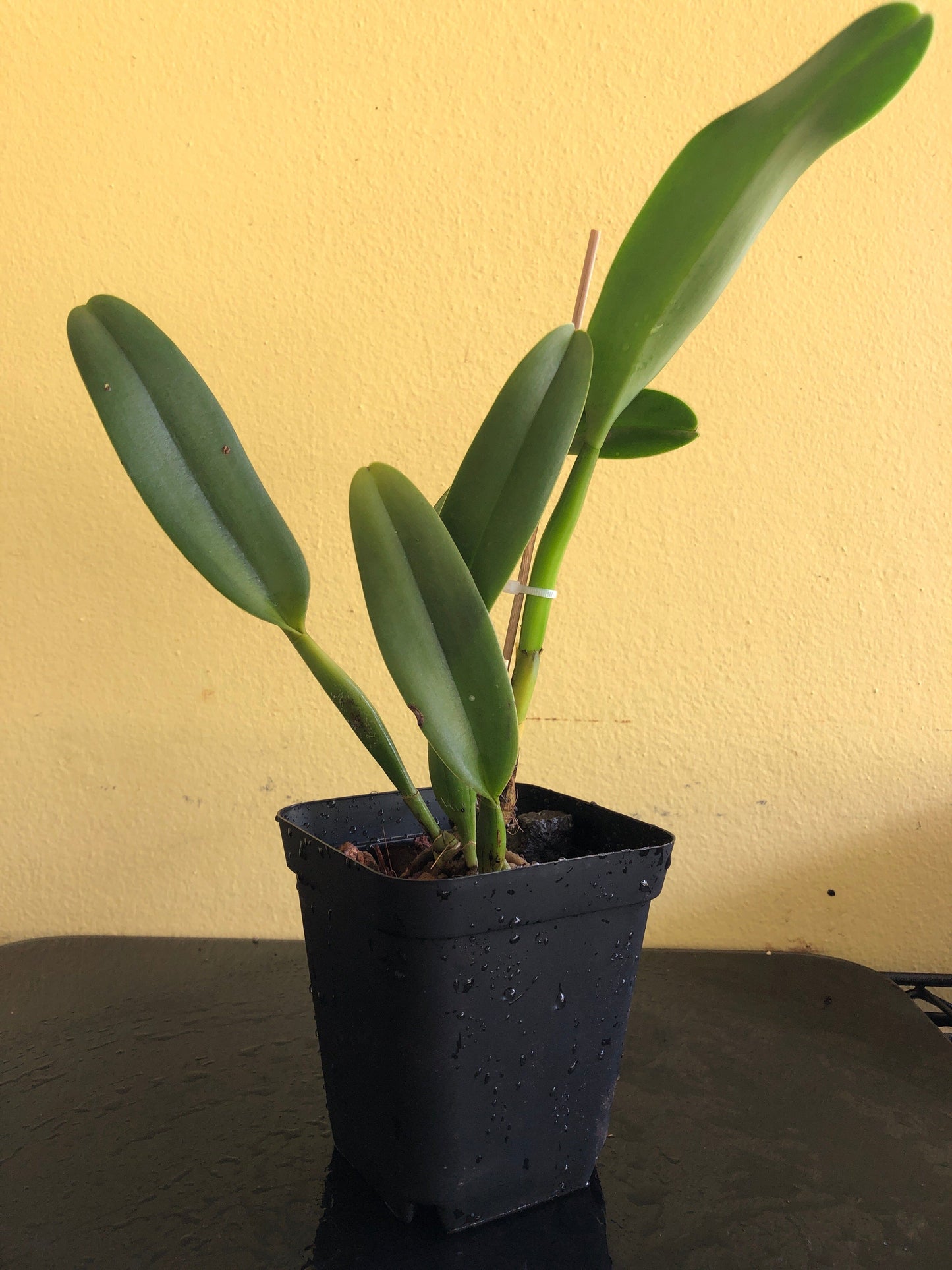 Cattleya Alliance: Blc. NP Gold 'Monkey Butt' Cattleya La Foresta Orchids 