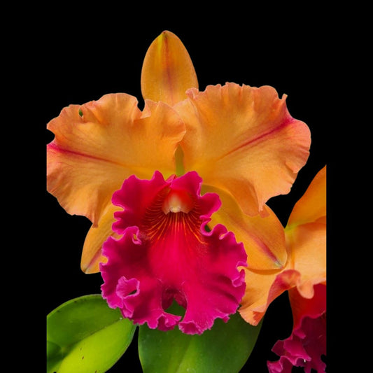 Cattleya Alliance: Blc. Yingluck Smile 'Endless Rain' Cattleya La Foresta Orchids 