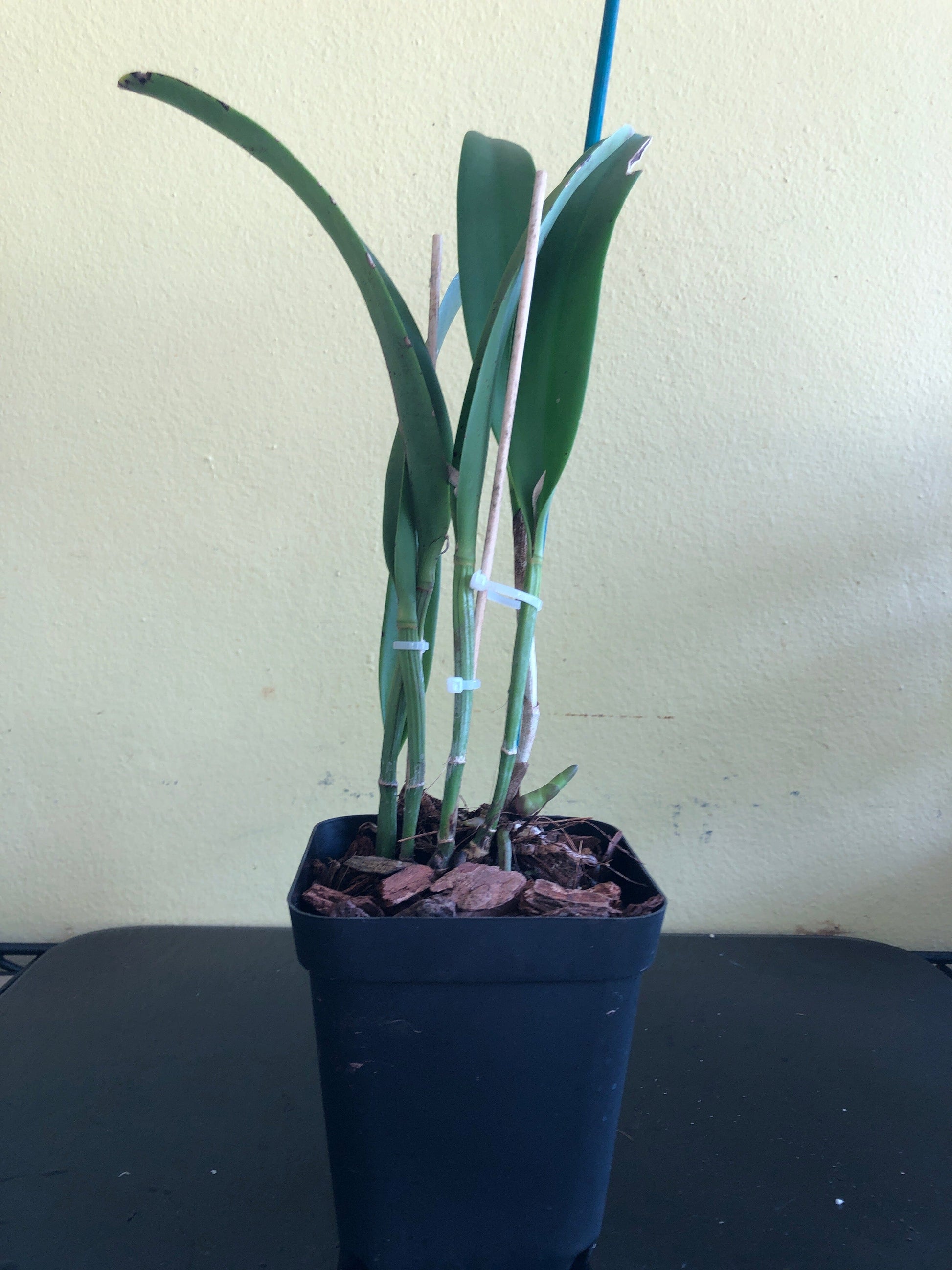 Cattleya Alliance: Brassocattleya Keowee Mendenhall AM/AOS Cattleya La Foresta Orchids 