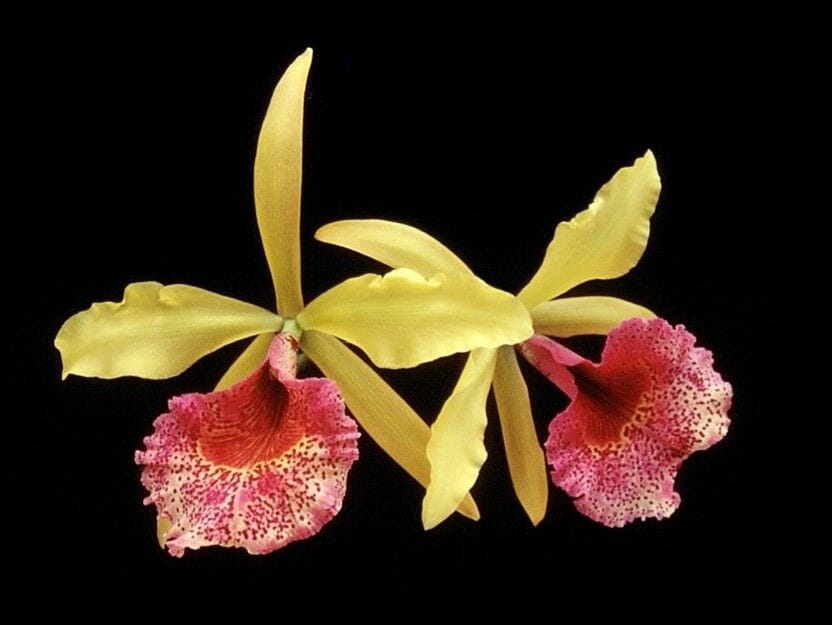 Cattleya Alliance: Brassocattleya Keowee Mendenhall AM/AOS Cattleya La Foresta Orchids 
