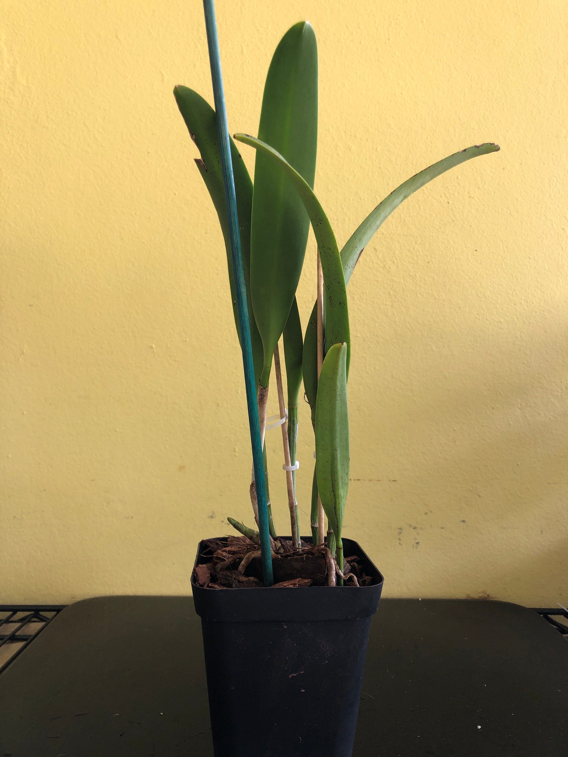 Cattleya Alliance: Brassocattleya Keowee Mendenhall AM/AOS Cattleya La Foresta Orchids 