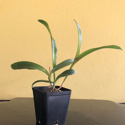 Cattleya Alliance: Cattleya bicolor x Lc. Allen Condo Cattleya La Foresta Orchids 