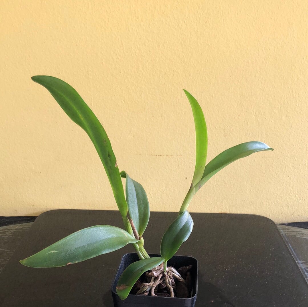 Cattleya Alliance: Cattleya bicolor x Lc. Allen Condo Cattleya La Foresta Orchids 