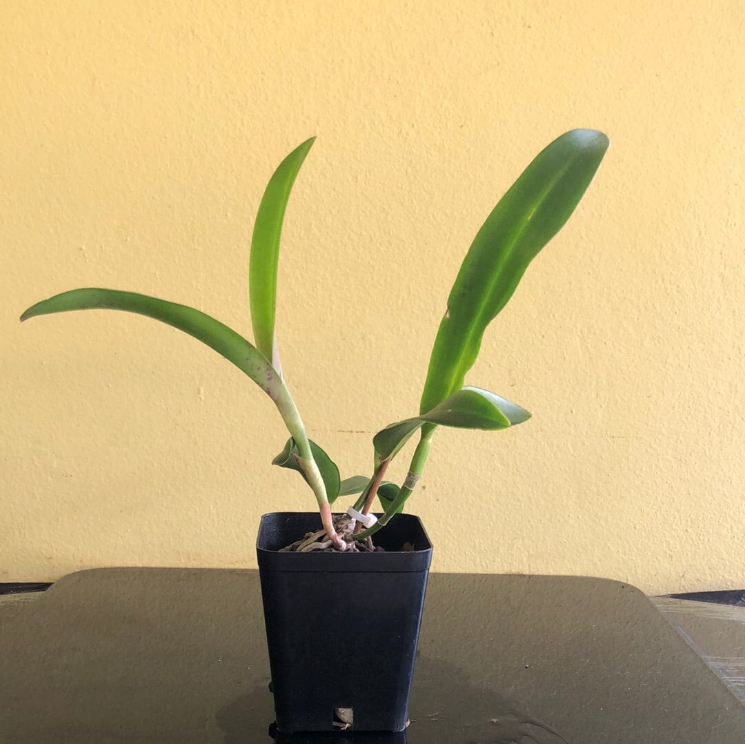 Cattleya Alliance: Cattleya bicolor x Lc. Allen Condo Cattleya La Foresta Orchids 