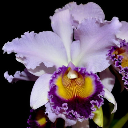 Cattleya Alliance: Cattleya Dinard ‘Blue Heaven' Cattleya La Foresta Orchids 