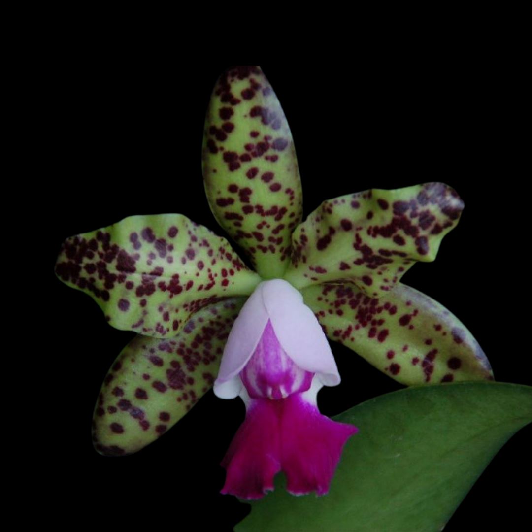 Cattleya Alliance: Cattleya Green Emerald Cattleya La Foresta Orchids 