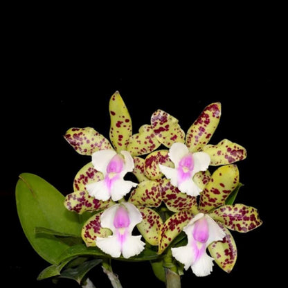 Cattleya Alliance: Cattleya Green Emerald Cattleya La Foresta Orchids 