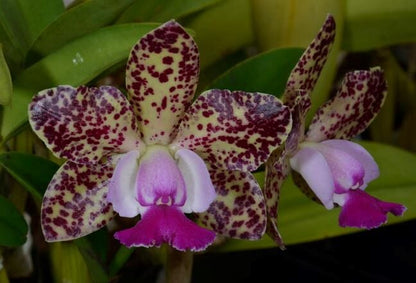 Cattleya Alliance: Cattleya Green Emerald Cattleya La Foresta Orchids 