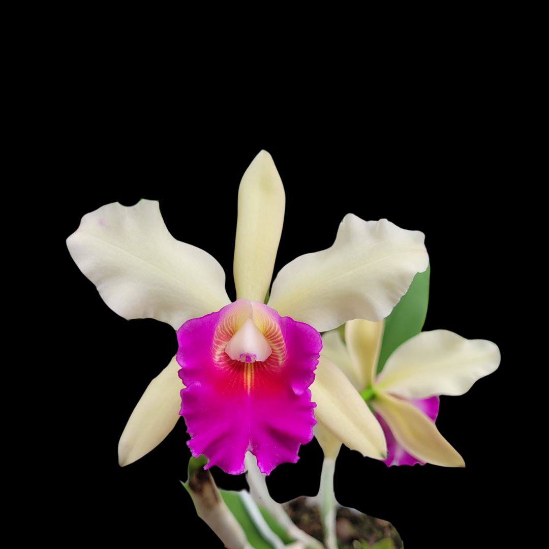 Cattleya Alliance: Cattleya Small World x Cattleya Toshie Aoki Cattleya La Foresta Orchids 