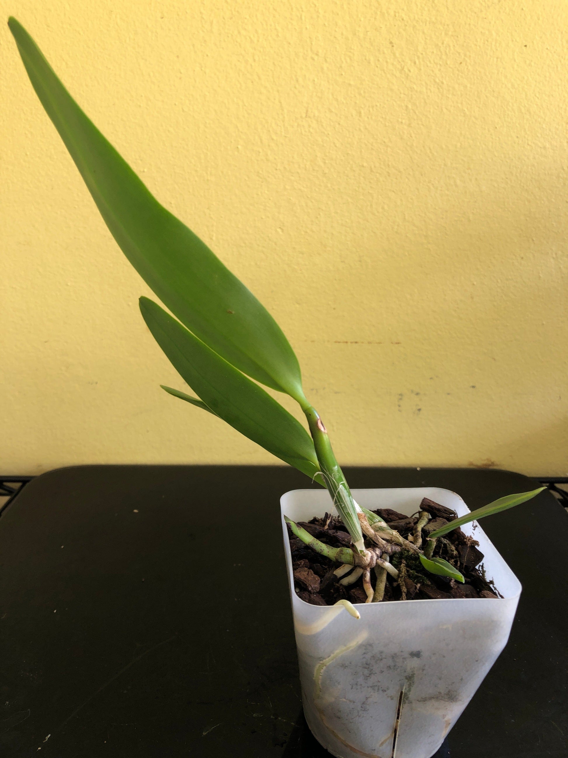 Cattleya Alliance: Cattleya Small World x Cattleya Toshie Aoki Cattleya La Foresta Orchids 