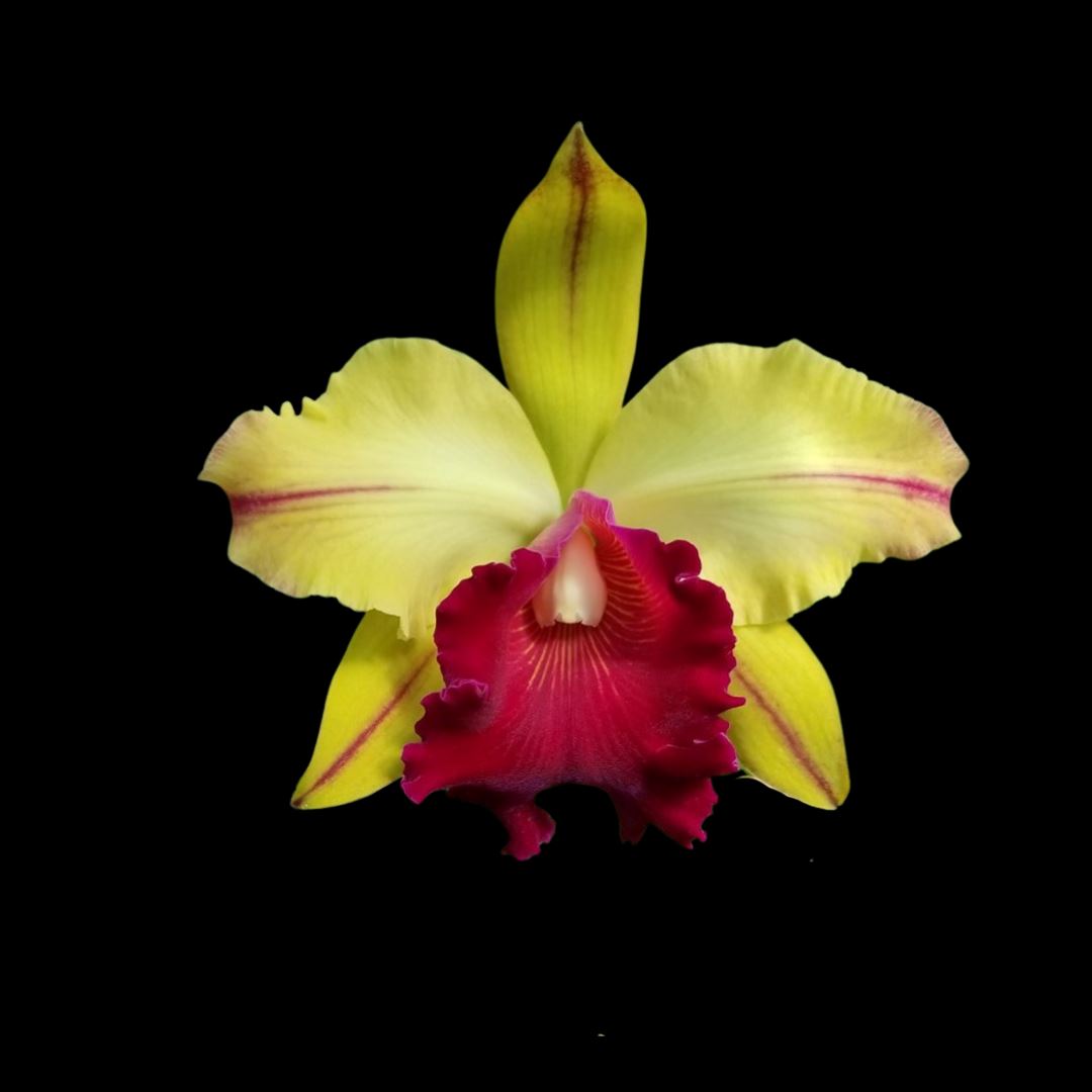 Cattleya Alliance: Cattleya Small World x Cattleya Toshie Aoki Cattleya La Foresta Orchids 