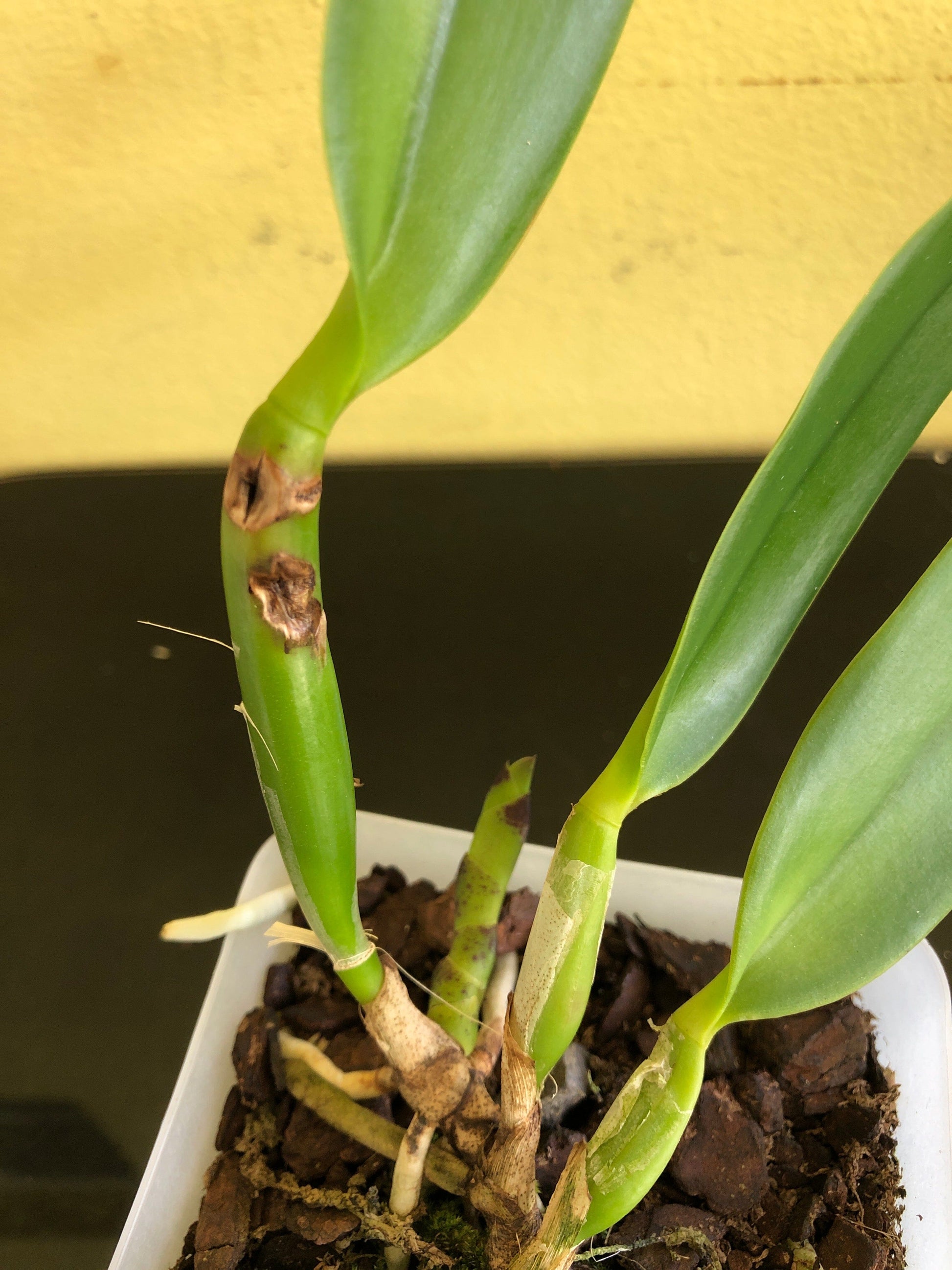 Cattleya Alliance: Cattleya Small World x Cattleya Toshie Aoki Cattleya La Foresta Orchids 