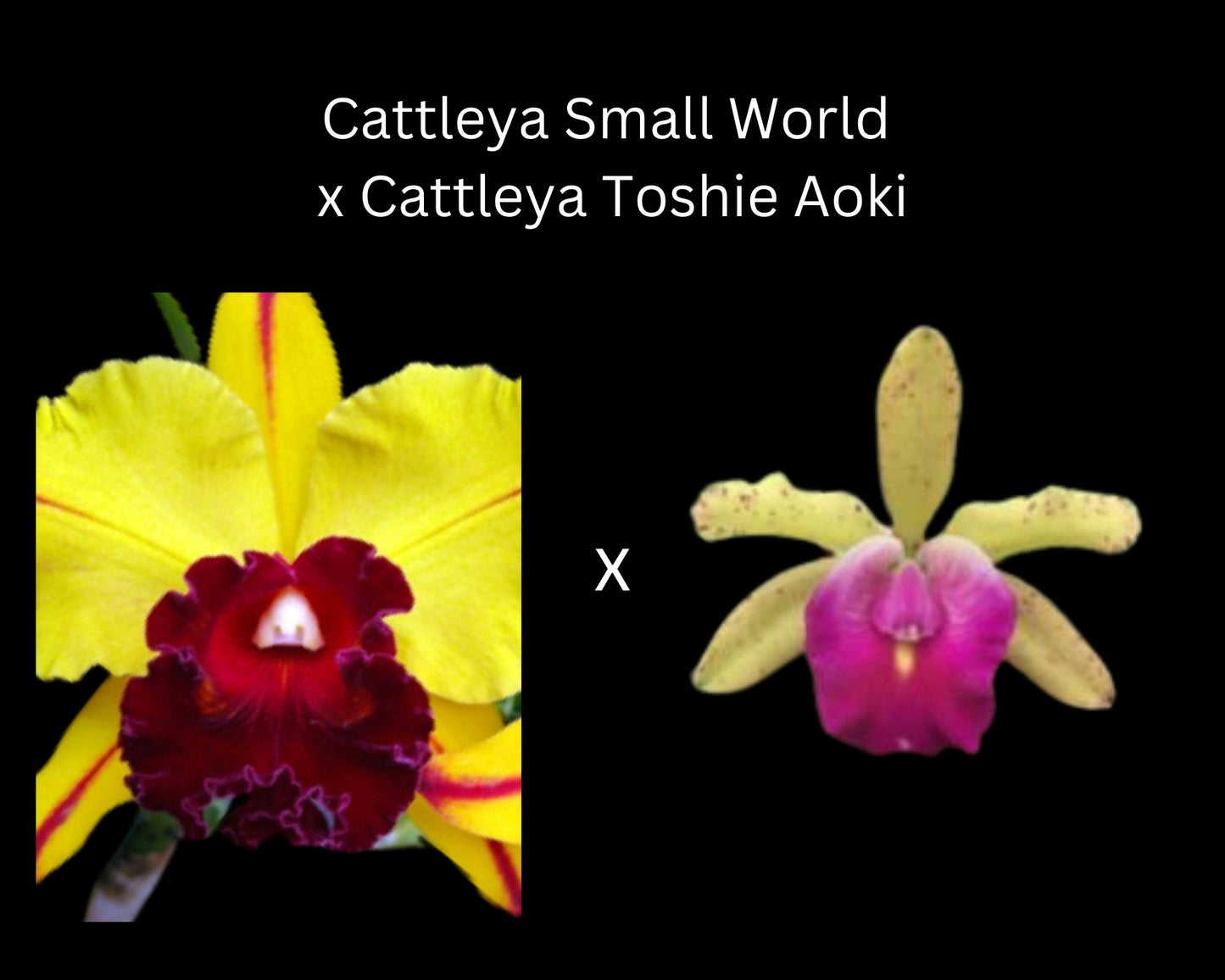 Cattleya Alliance: Cattleya Small World x Cattleya Toshie Aoki Cattleya La Foresta Orchids 