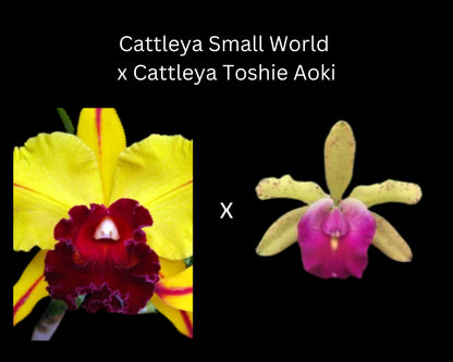 Cattleya Alliance: Cattleya Small World x Cattleya Toshie Aoki Cattleya La Foresta Orchids 