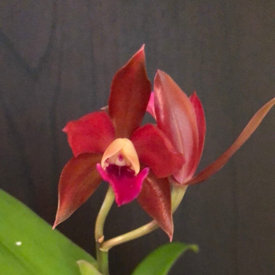 Cattleya Alliance: Cattlianthe Chocolate Drop 'Kodama' - In BLOOM! Cattleya La Foresta Orchids 