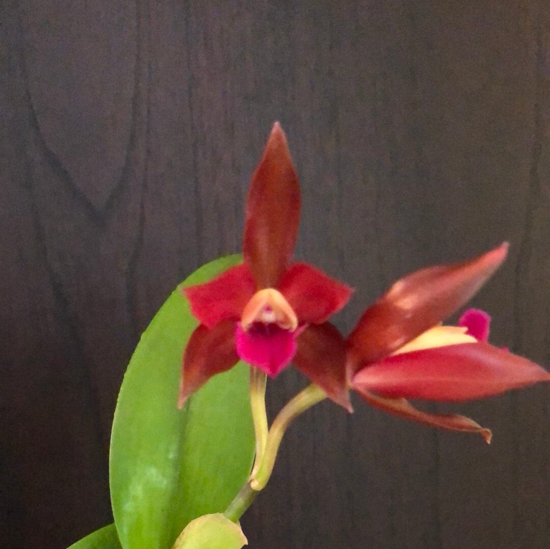 Cattleya Alliance: Cattlianthe Chocolate Drop 'Kodama' - In BLOOM! Cattleya La Foresta Orchids 