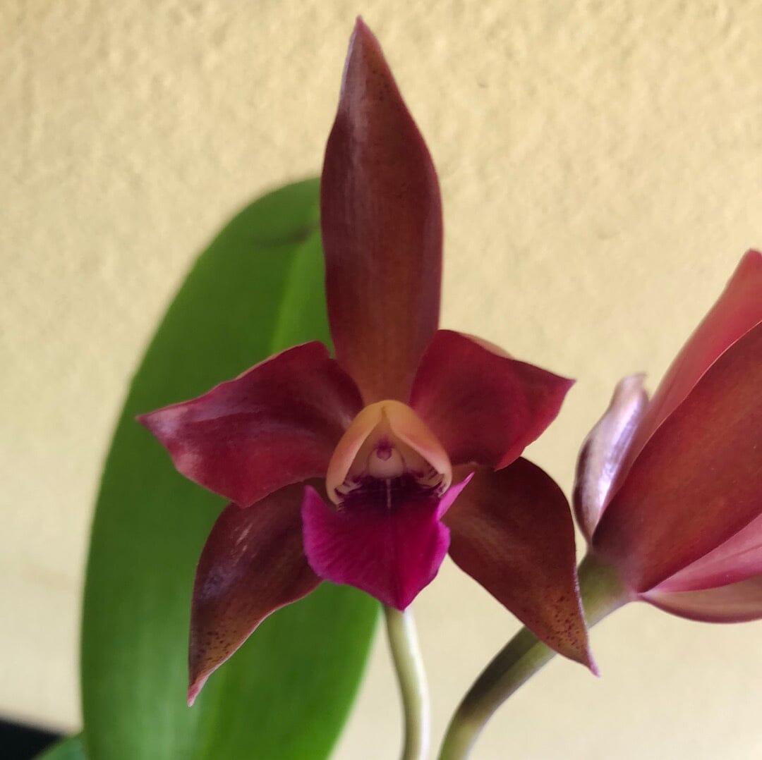 Cattleya Alliance: Cattlianthe Chocolate Drop 'Kodama' - In BLOOM! Cattleya La Foresta Orchids 