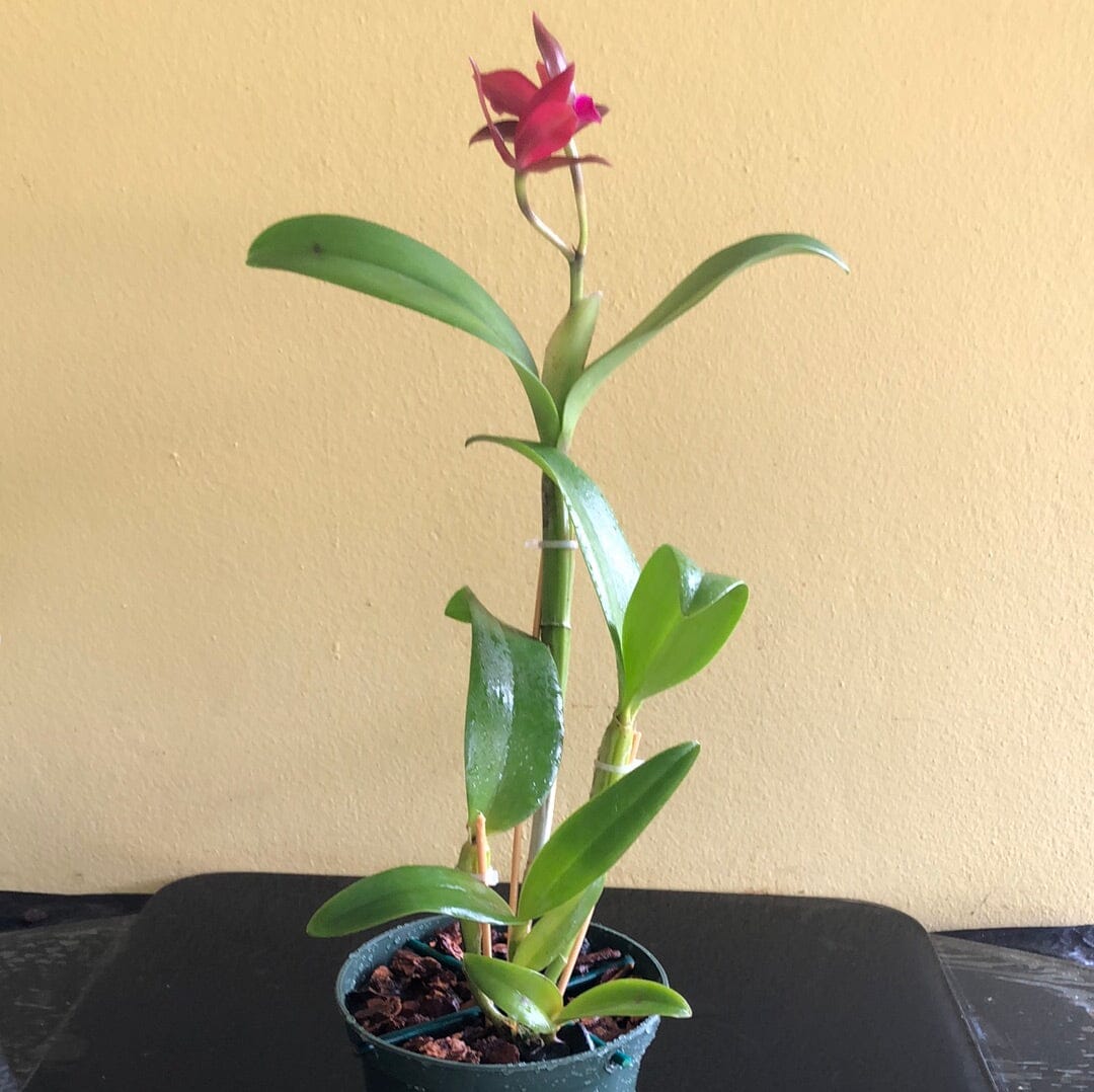 Cattleya Alliance: Cattlianthe Chocolate Drop 'Kodama' - In BLOOM! Cattleya La Foresta Orchids 