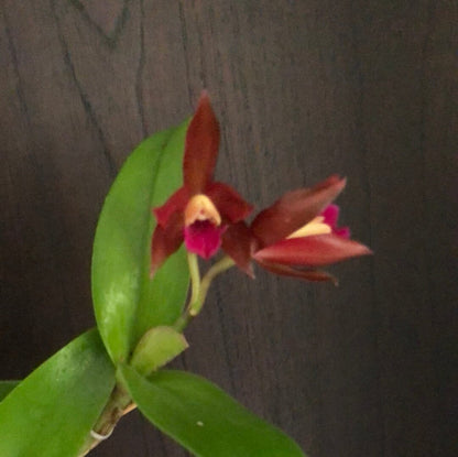 Cattleya Alliance: Cattlianthe Chocolate Drop 'Kodama' - In BLOOM! Cattleya La Foresta Orchids 