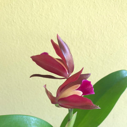 Cattleya Alliance: Cattlianthe Chocolate Drop 'Kodama' - In BLOOM! Cattleya La Foresta Orchids 