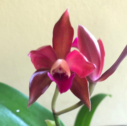 Cattleya Alliance: Cattlianthe Chocolate Drop 'Kodama' - In BLOOM! Cattleya La Foresta Orchids 