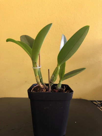 Cattleya Alliance: Cattlianthe Final Blue 'Royal Purple' Cattleya La Foresta Orchids 