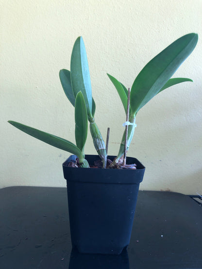 Cattleya Alliance: Cattlianthe Final Blue 'Royal Purple' Cattleya La Foresta Orchids 