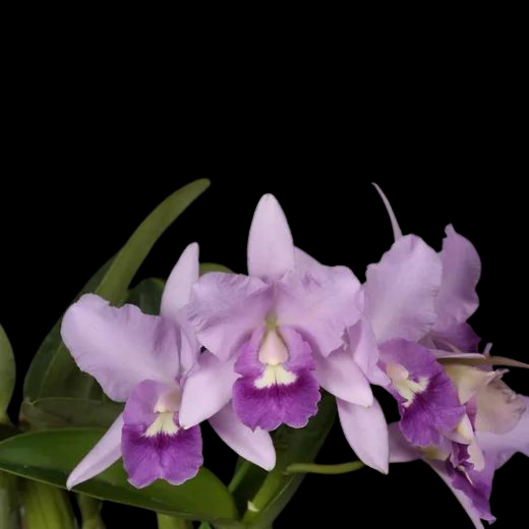 Cattleya Alliance - Cattlianthe Final Blue 'Royal Purple' Cattleya La Foresta Orchids 