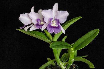 Cattleya Alliance - Cattlianthe Final Blue 'Royal Purple' Cattleya La Foresta Orchids 