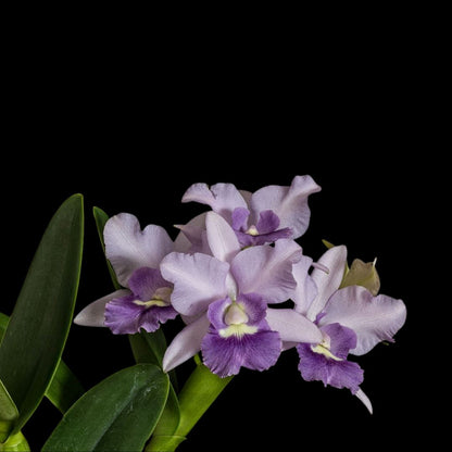 Cattleya Alliance - Cattlianthe Final Blue 'Royal Purple' Cattleya La Foresta Orchids 