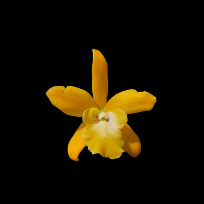 Cattleya Alliance - Epicatanthe Don 'Gold Rush’ Cattleya La Foresta Orchids 