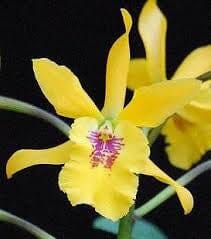 Cattleya Alliance - Epicatanthe Don 'Gold Rush’ Cattleya La Foresta Orchids 