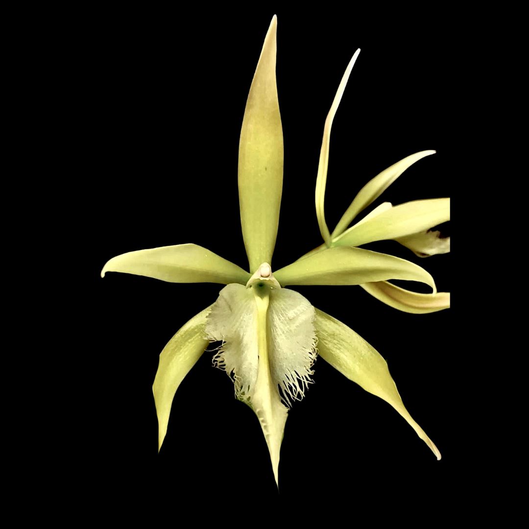 Cattleya Alliance: Epidendrum ciliare x Rhyncholaelia digbyana Cattleya La Foresta Orchids 