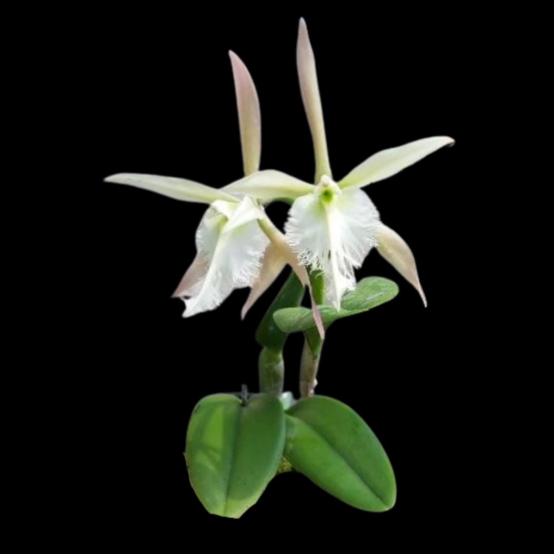 Cattleya Alliance: Epidendrum ciliare x Rhyncholaelia digbyana Cattleya La Foresta Orchids 