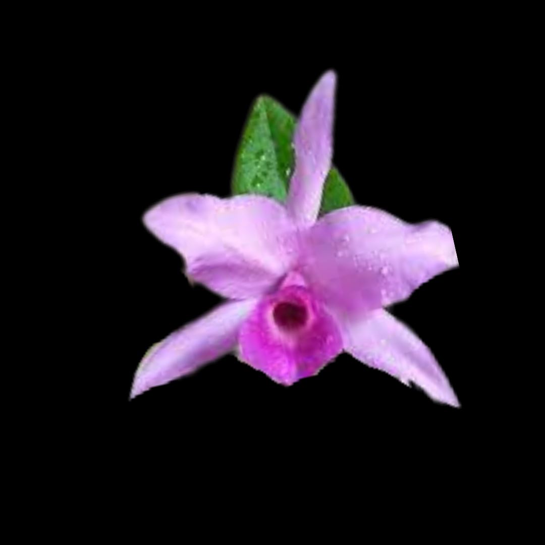 Cattleya Alliance - Guarianthe hennisiana var. tipo Cattleya La Foresta Orchids 