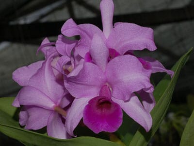 Cattleya Alliance - Guarianthe hennisiana var. tipo Cattleya La Foresta Orchids 