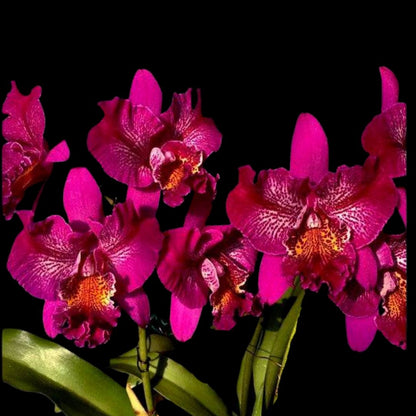 Cattleya Alliance: Meloara Ching Sun Bright Star 'Red Plum' Cattleya La Foresta Orchids 