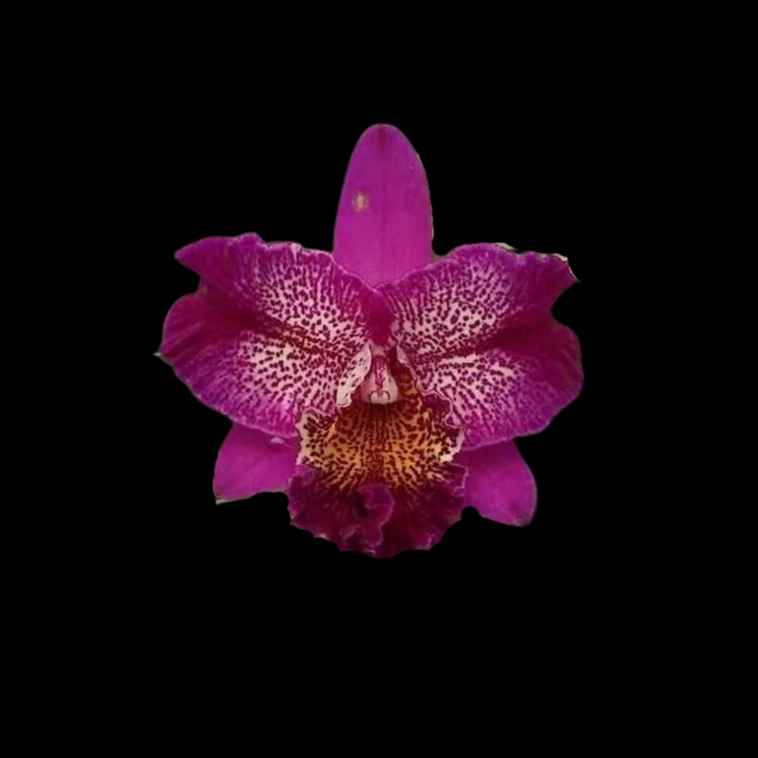 Cattleya Alliance: Meloara Ching Sun Bright Star 'Red Plum' Cattleya La Foresta Orchids 