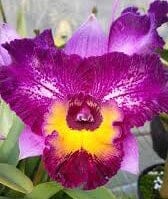 Cattleya Alliance: Meloara Ching Sun Bright Star ‘Smile' Cattleya La Foresta Orchids 