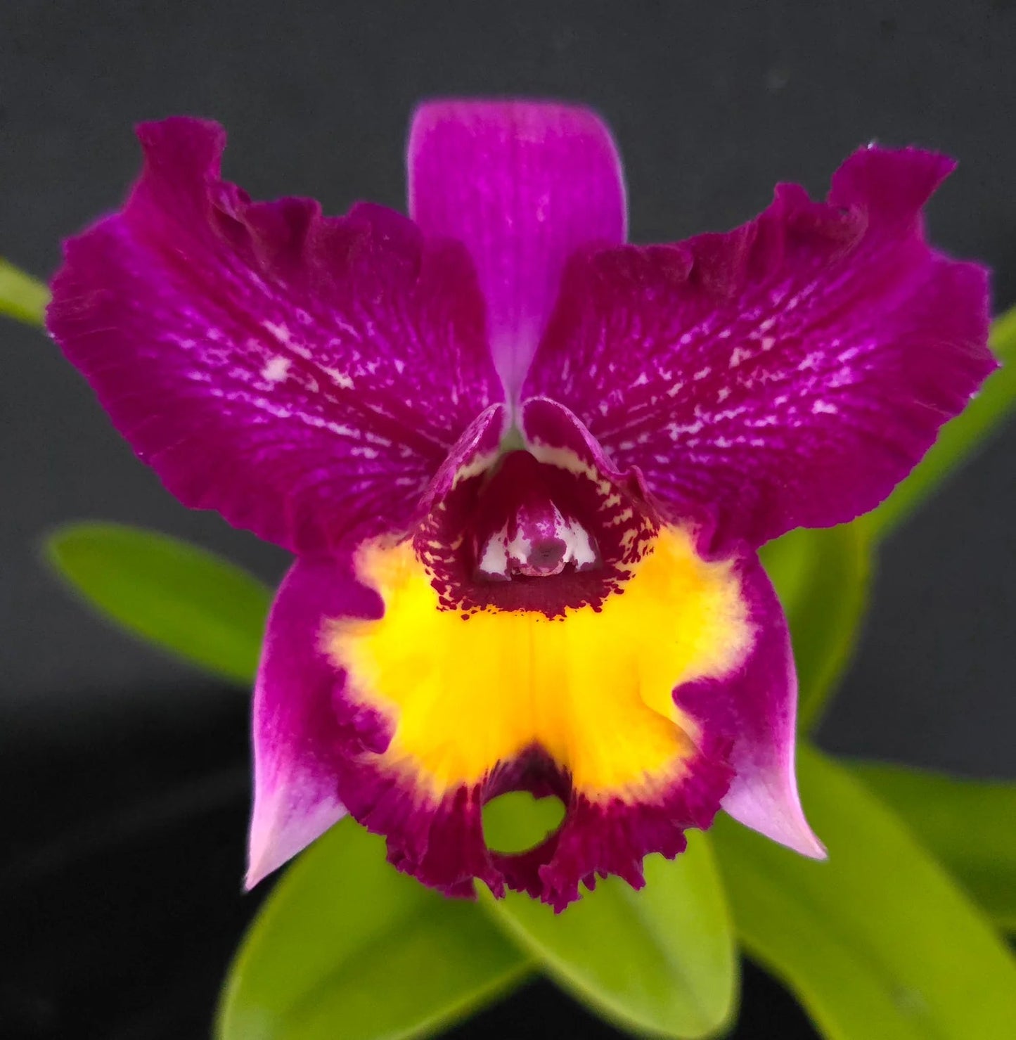 Cattleya Alliance: Meloara Ching Sun Bright Star ‘Smile' Cattleya La Foresta Orchids 