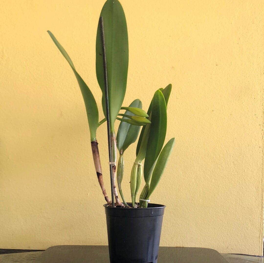 Cattleya Alliance - Potinara Lila Ashitomi ‘Hawaiian Flare’ - In BUD! Cattleya La Foresta Orchids 