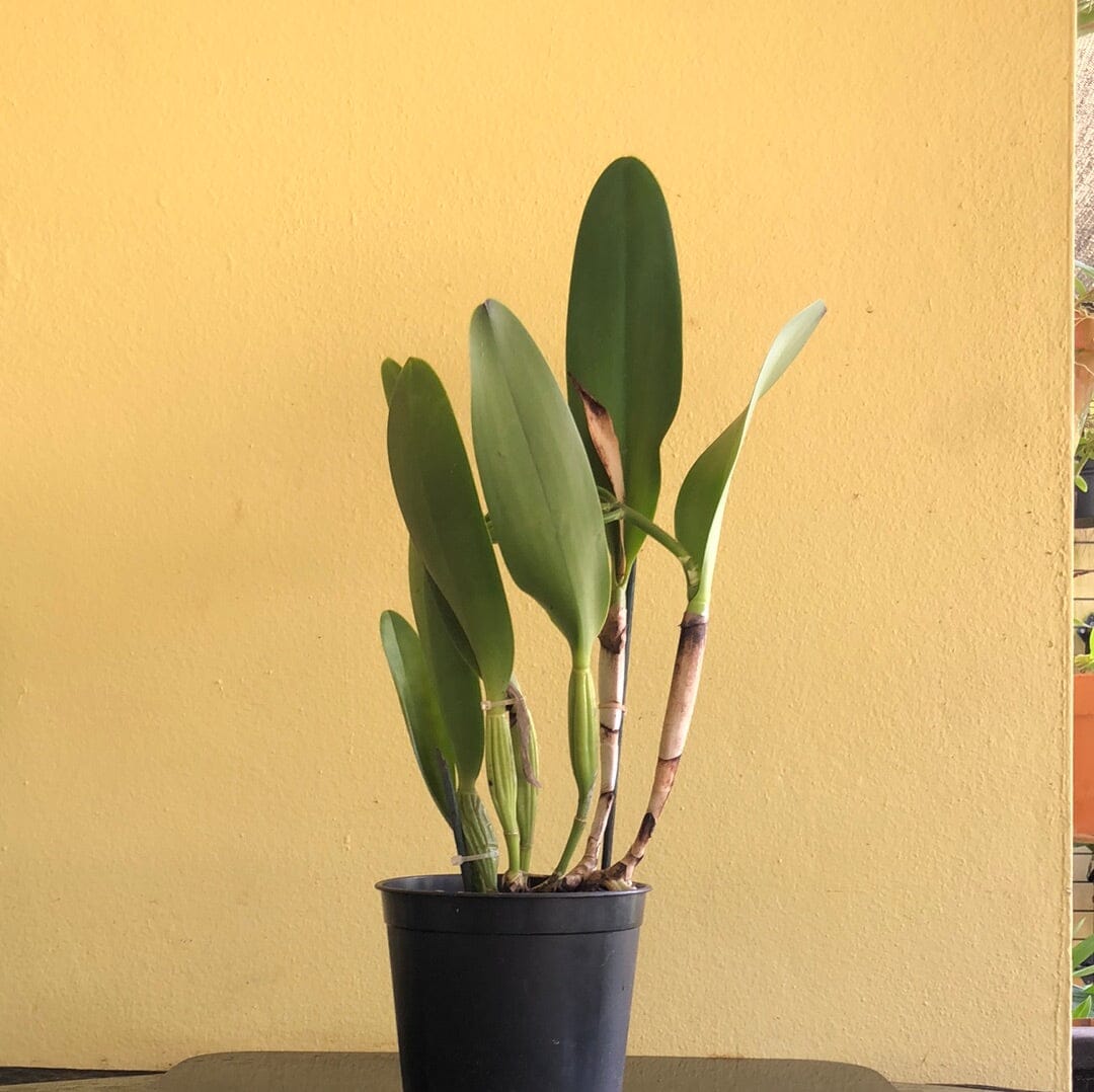 Cattleya Alliance - Potinara Lila Ashitomi ‘Hawaiian Flare’ - In BUD! Cattleya La Foresta Orchids 