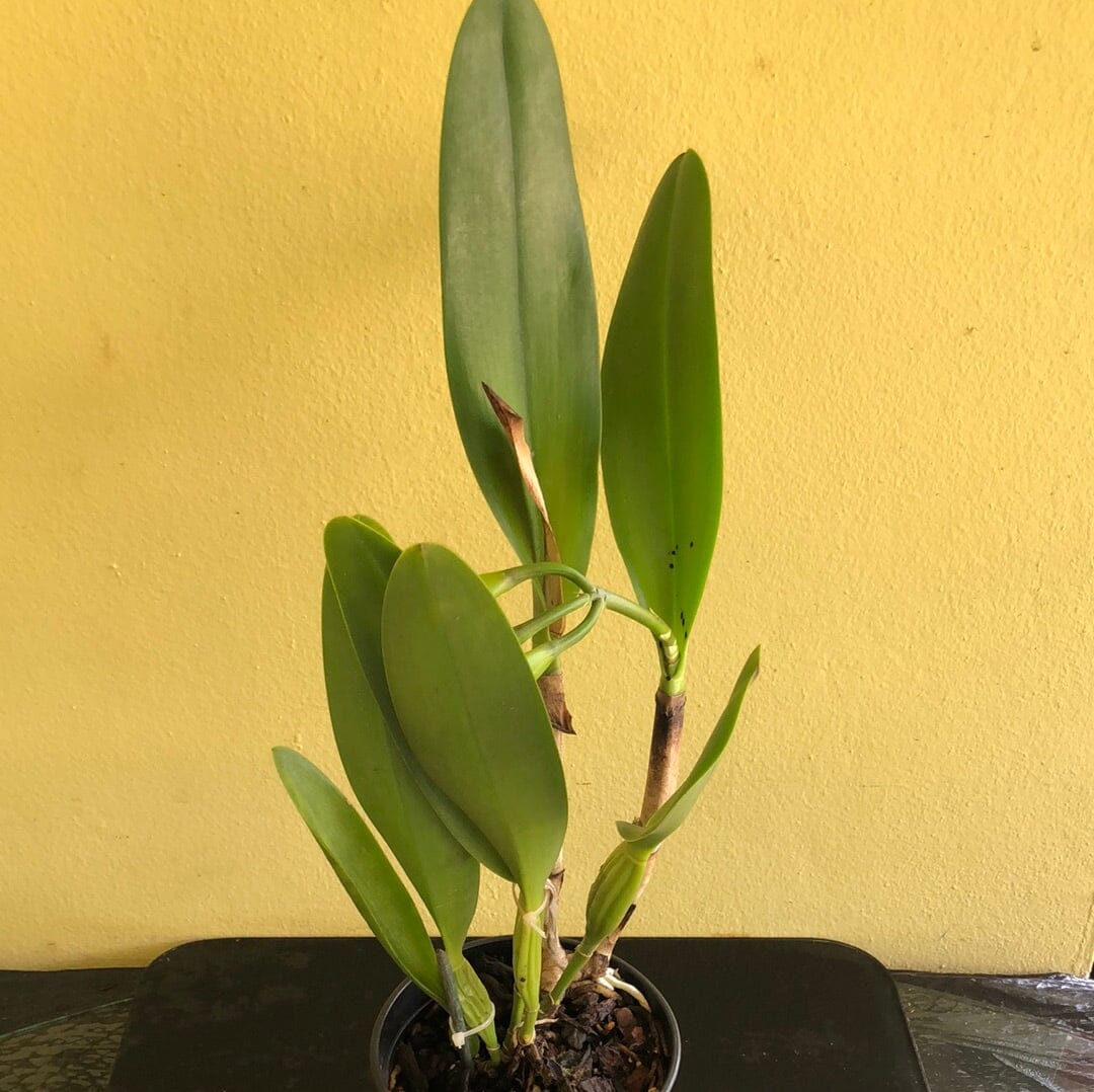 Cattleya Alliance - Potinara Lila Ashitomi ‘Hawaiian Flare’ - In BUD! Cattleya La Foresta Orchids 