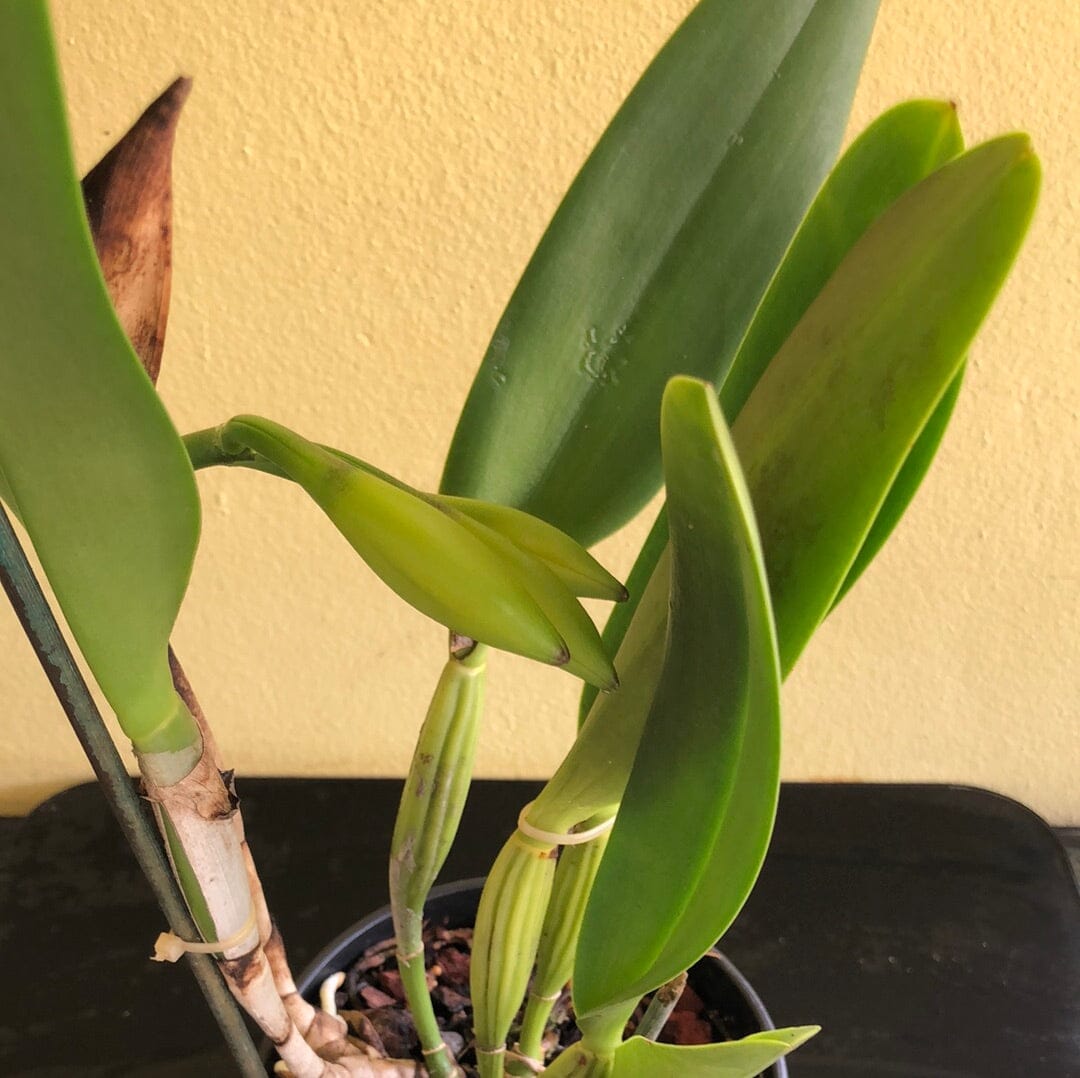 Cattleya Alliance - Potinara Lila Ashitomi ‘Hawaiian Flare’ - In BUD! Cattleya La Foresta Orchids 