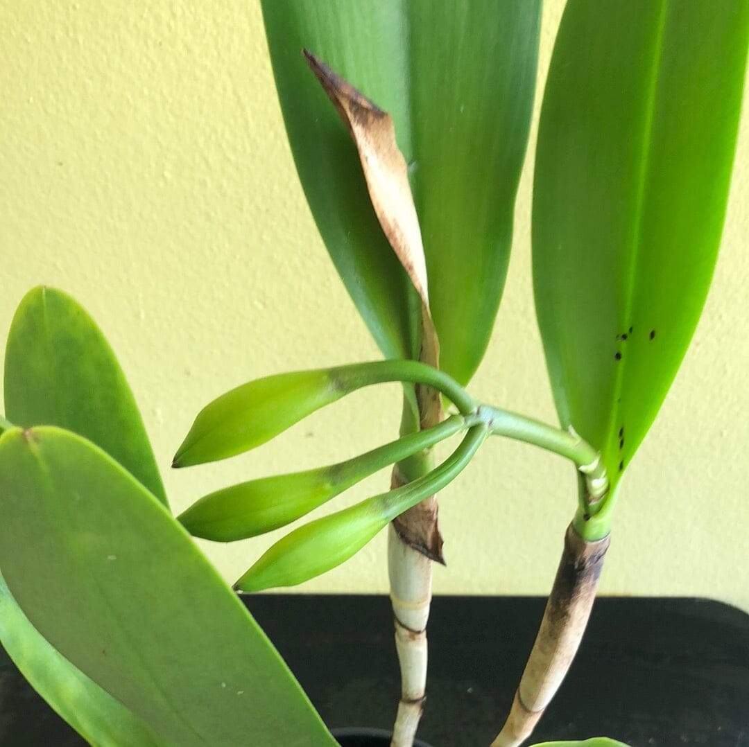 Cattleya Alliance - Potinara Lila Ashitomi ‘Hawaiian Flare’ - In BUD! Cattleya La Foresta Orchids 